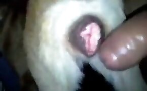 Fodendo com presso uma loira brasileira gostosa - guy fucks animal, zoophilia fuck porn